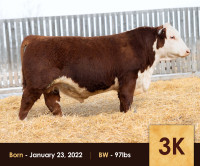 Purebred Hereford Bulls (2yr Old & Yearling)