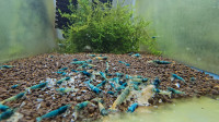 Aquarium Caridina Shrimp