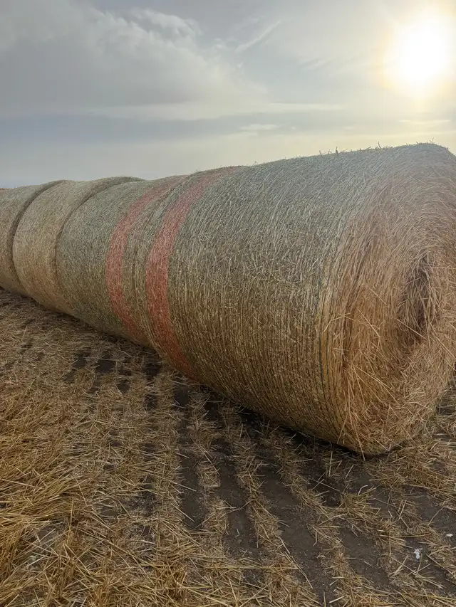 Straw Bales  in Other in Red Deer - Image 2