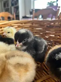 Day old chicks for sale