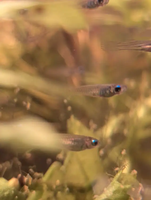 Normans Lampeye in Fish for Rehoming in Kitchener / Waterloo - Image 6