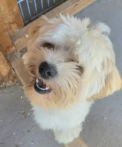 Male Havanese  lovely sweet natured, 2 yrs Vaccinations current, View more