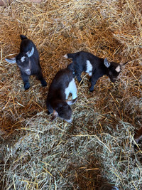 Purebred Nigerian dwarf goats, 3 girls ( 2 left ) 