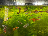 Gappy fishes for sale