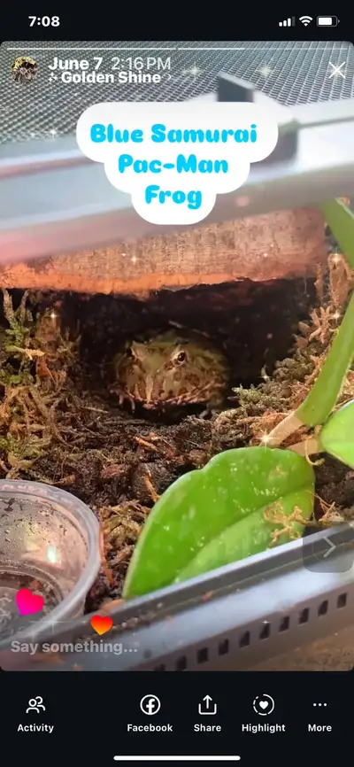 I am selling a beautiful Blue Samurai Pac-Man frog. This little guy is looking for a new home. These...