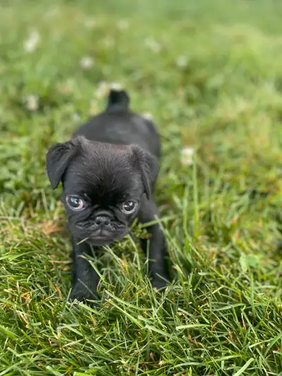 Home Quality Purebred  Pugs AVAILABLE NOW!, View more