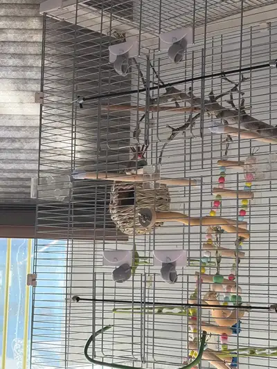 looking for a female finch for my lonely male, View more