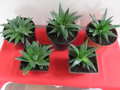 Beautiful, healthy Gasteria succulent indoor plants in 6 - inch pots. Have 6 plants available for $2...