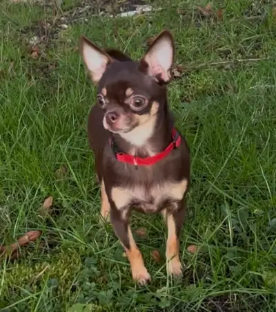 1.5 year old female chihuahua , View more