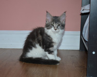 Registered purebred Maine Coon kittens for sale