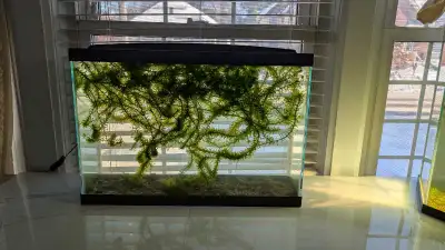 10 gallons aquarium with plants, View more