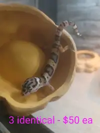 Baby leopard geckos 