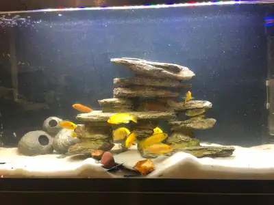 42.5 gallon aqurium with 15 yellow lab cichlids Includes Light Sand Rock work Fish Tank Stand Filter...