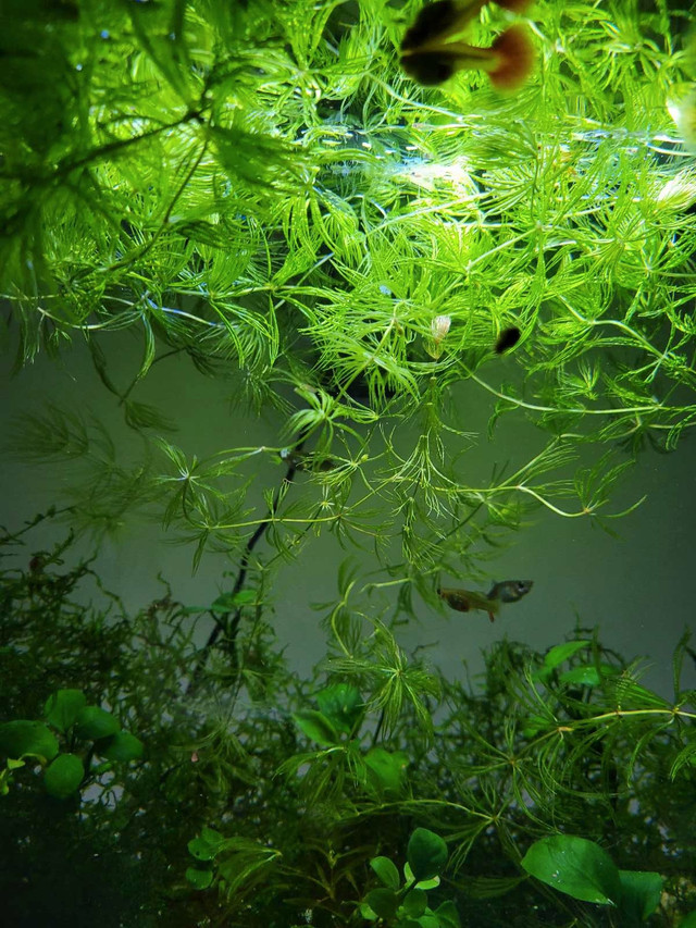 Aquarium plants and fish packages! in Fish for Rehoming in Trenton