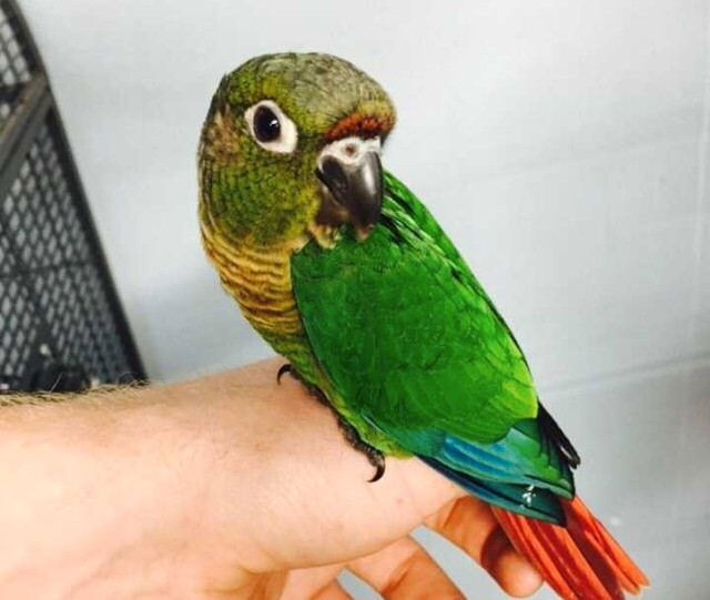 Breeding Conures in Birds for Rehoming in Windsor Region - Image 2