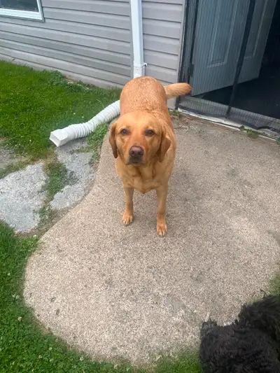 Urgent…Dog To Be Rehome, View more