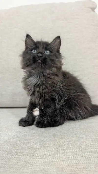 Fluffy Kittens For Sale, View more