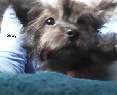 Morkie love from Bear Mountain Morkies, View more