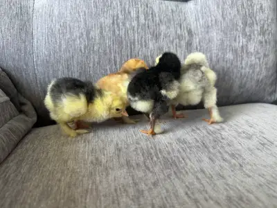 3 Brahma chicks for sale, 1 day old.* 2 Black Mottled* 1 Blu, View more