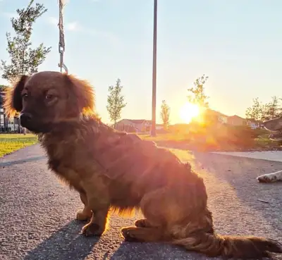 9 month female Dash hound cross shih tzu, View more