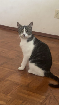 Female cat 