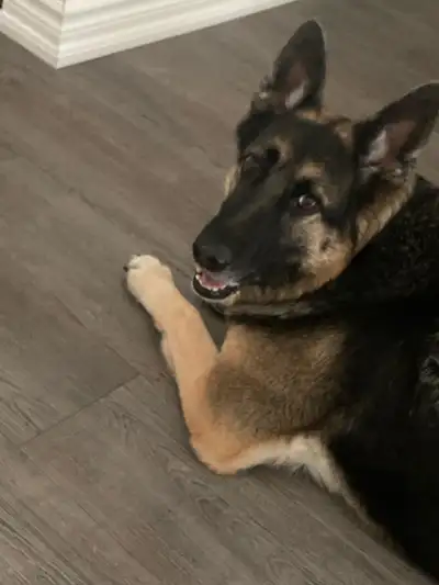 dog walker/watcher, View more