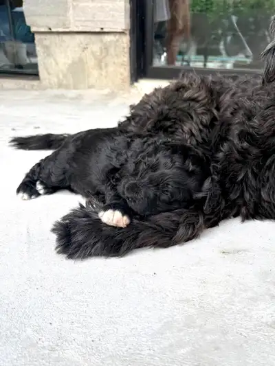 Portuguese Water Dog Puppies, View more