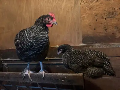 free roosters, View more