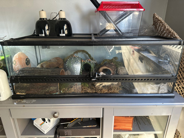 Leopard gecko with xl tank in Reptiles & Amphibians for Rehoming in Vancouver - Image 2