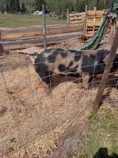 1.5 yr old Berkshire cross boar, looking for a new address. Have too many boars, open to animal trad...