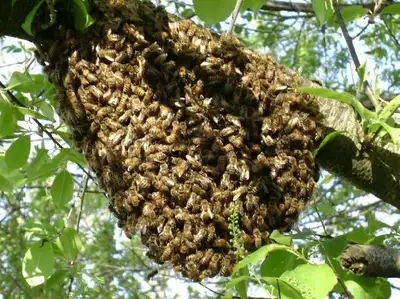 Rescue bees swarms!, View more
