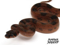 High End Pythons, Boa & Hybrids