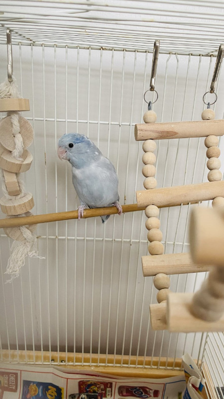 Quiet and Playful Blue Pied Parrotlet in Birds for Rehoming in Richmond - Image 2