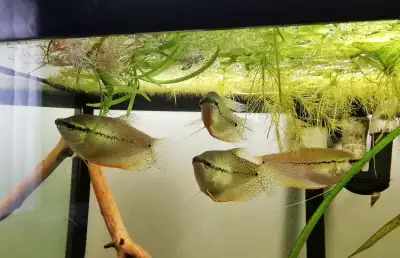 1M/3F Pearl Gourami 7 rummynose 6 black phantom Selling as a group for $25. You'll need a minimum of...
