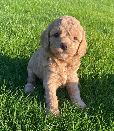 Amazing cockapoo puppies, View more