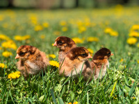 Quality Partridge Chantecler Chicks Spruce Grove