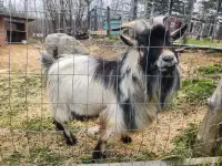 2 year old Billy Goat - FREE