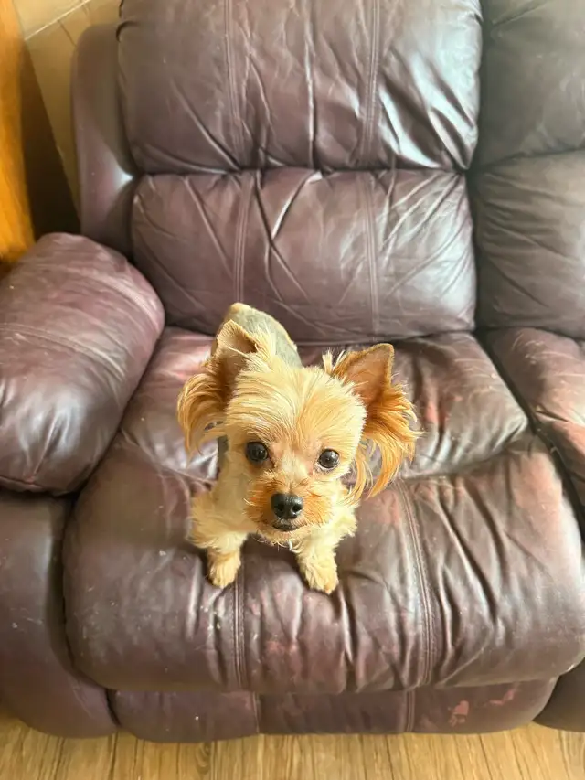 Adult  Yorkshire terrier  for sale in Dogs & Puppies for Rehoming in Oakville / Halton Region - Image 4