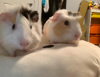Two  three-month-old sister guinea pigs
