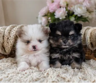 ❤️ Beautiful Purebred Pomeranian Puppies, View more