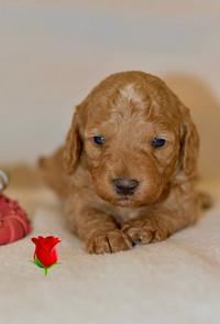 Tiny / Toy Poodle puppies 