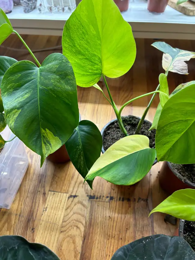 Monstera aurea plants- shipping62864746208385121