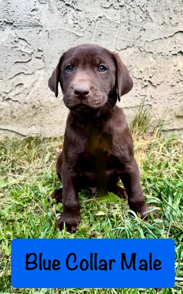 CKC Registered Chocolate Labrador Retriever Puppies in Dogs & Puppies for Rehoming in Strathcona County - Image 5