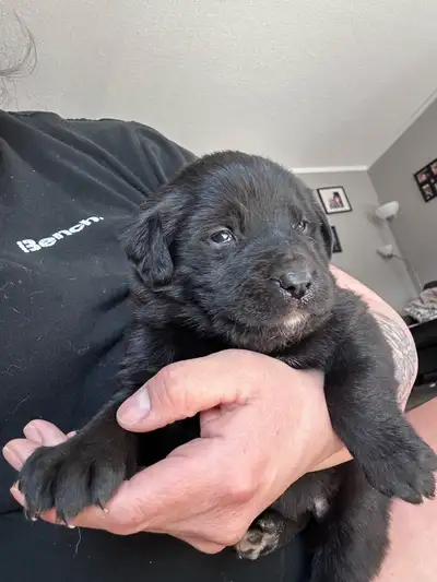 puppies for sale!, View more