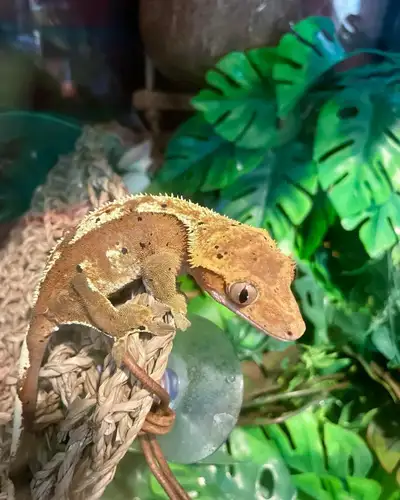 Crested Geckos, View more