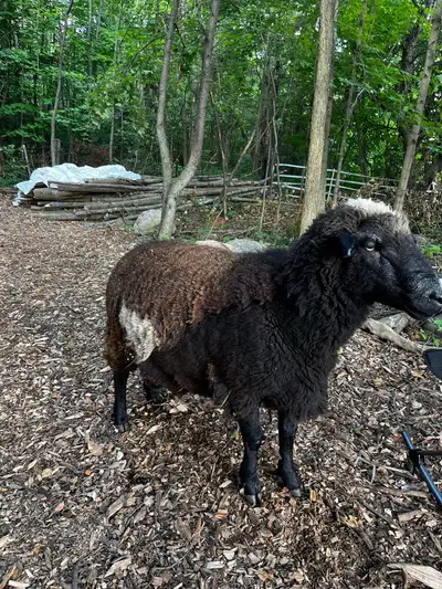 Dorper Ram - looking for new home- still available, View more