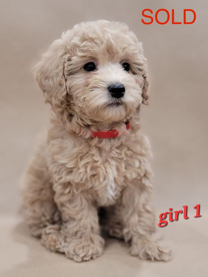 ( ALL SOLD )Toy / Miniature Poodle Puppies Dogs & Puppies for
