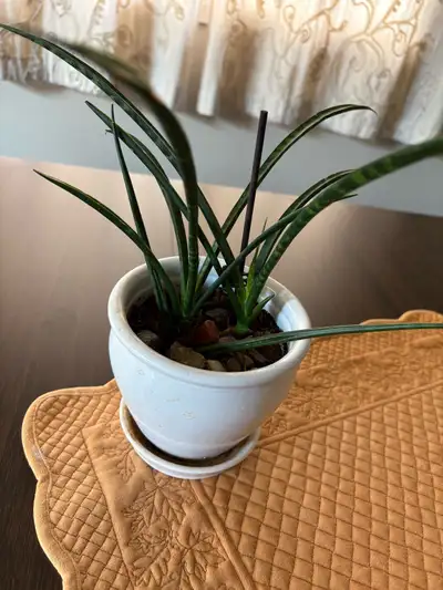 Sansevieria Plant, View more