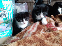 Scottish fold kittens for sale