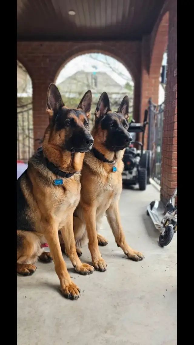 REDUCED FROM $2500  !!!!Pure Bred World Class GSD Puppies in Dogs & Puppies for Rehoming in City of Toronto - Image 2